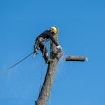 A Man Cutting a Tree